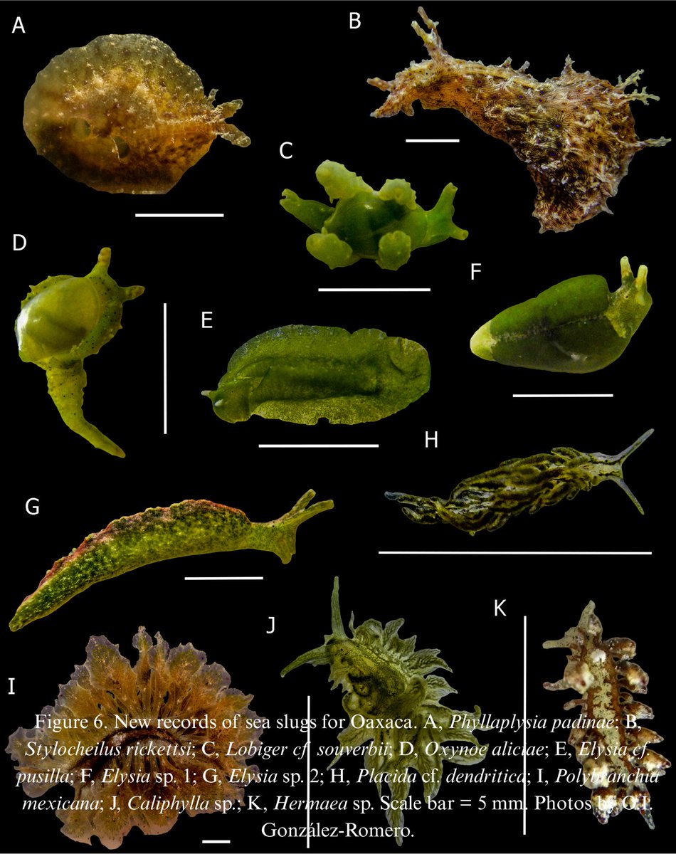 Se incrementó la riqueza de babosas marinas para Oaxaca a 58. Se visitaron 5 localidades de las bahías de Huatulco, Oaxaca; se censaron 49 especies, con 37 nuevos registros para el estado. Leer más: revista.ib.unam.mx/index.php/bio/…