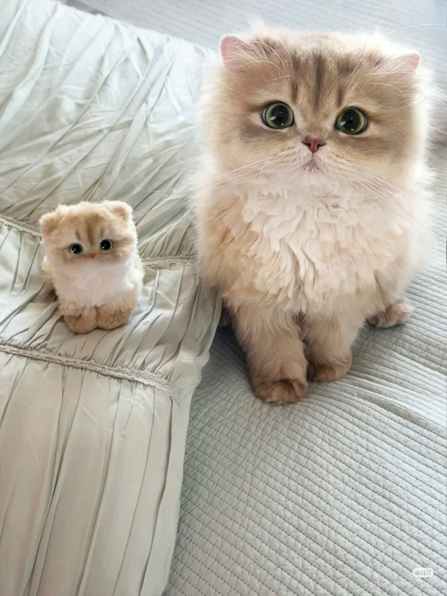 nocontextscats's tweet photo. copycats https://t.co/jyvxfQeySU