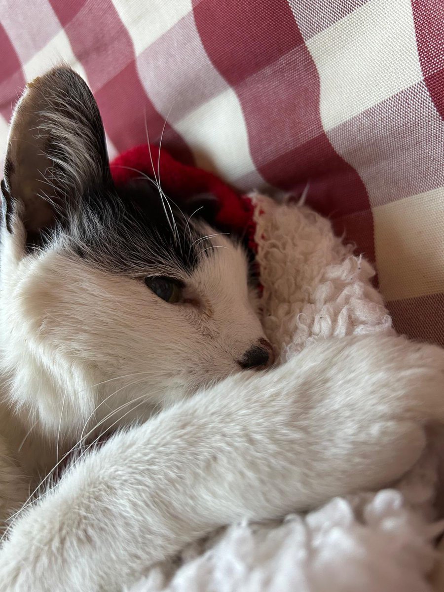 alanek577's tweet photo. Repose en paix p’tit chat ❤️ https://t.co/j50hgSIBKt