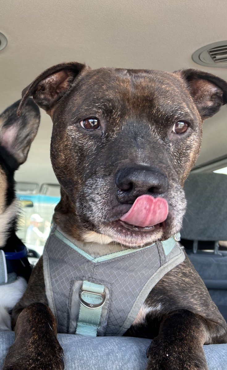 Dm me for custom content or FaceTime shows! I need to take my old boy to the vet for his leg and new bumps i discovered:( 
 every dollar counts when it comes to my son🙏🏼 🥹