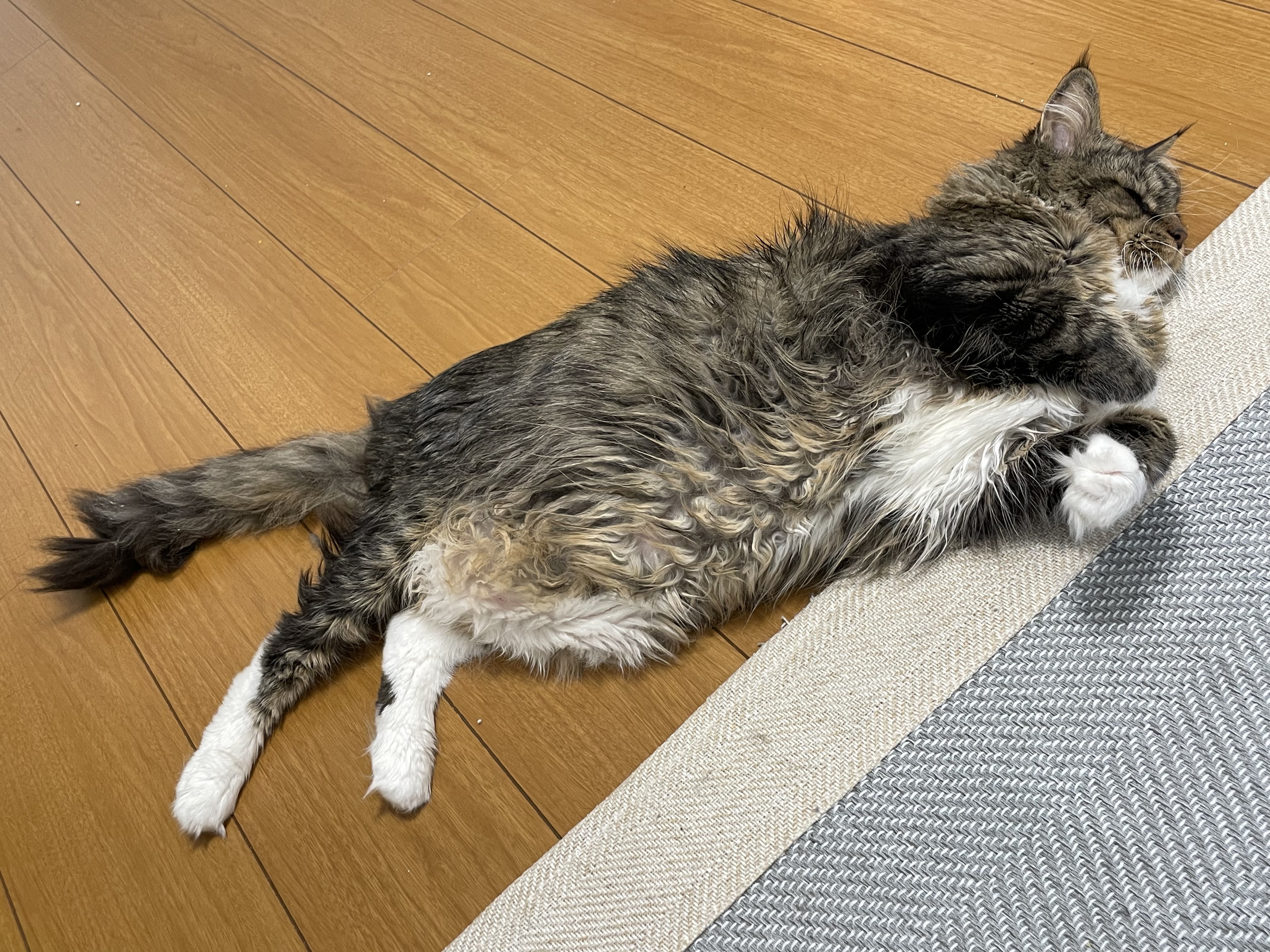 ONEKOSAMA OINUSAMA キャットタワー 木製 据え置き 爪とぎ お