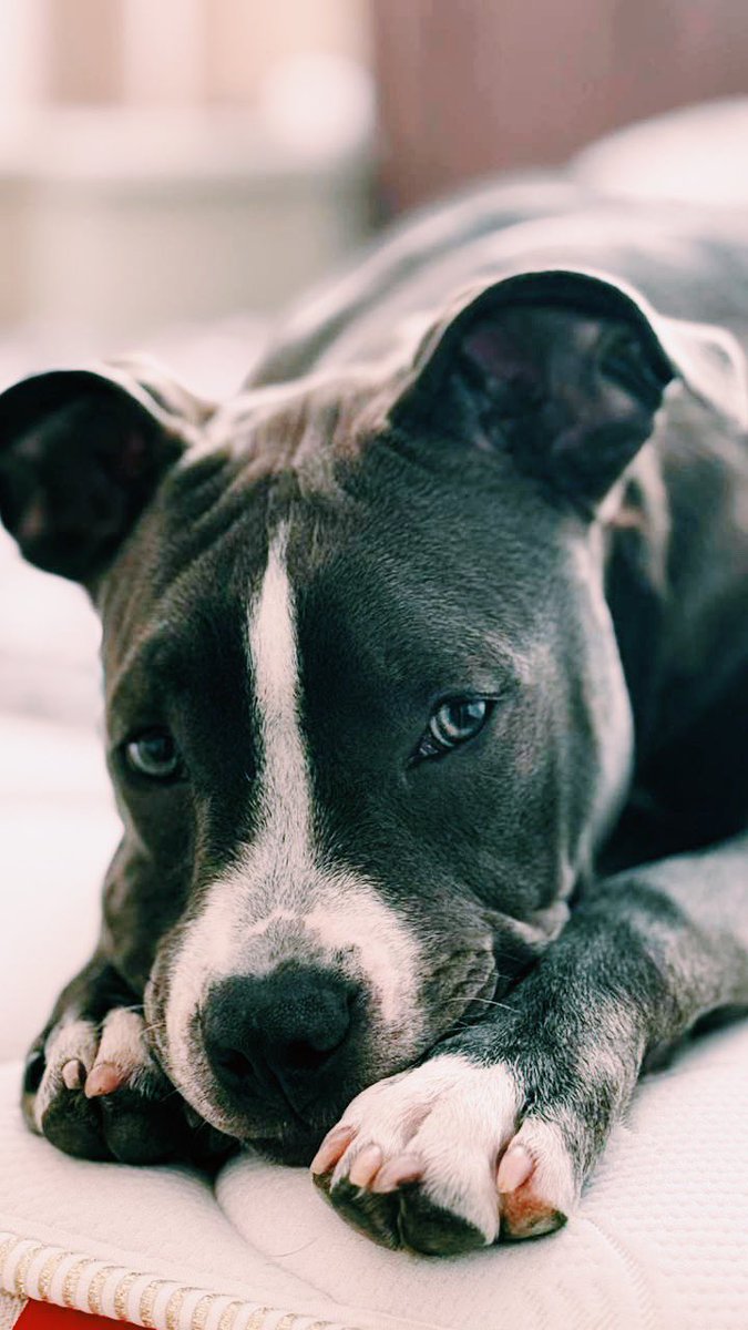 зимой я помогала <a href="/de_cadence/">когнитивное ультраусилие</a> нянчить внезапно свалившееся на нас счастье в виде семерых щенков

просто поверить не могу, что они сейчас такие