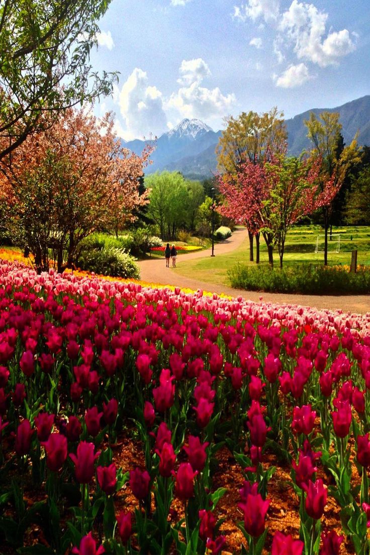 Nagano, Japan Spring 🇯🇵