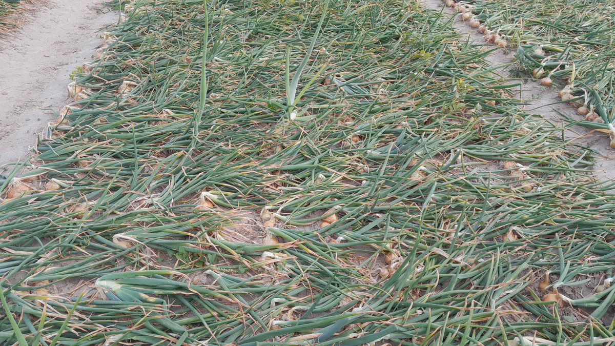 Michael Schippers tweet media