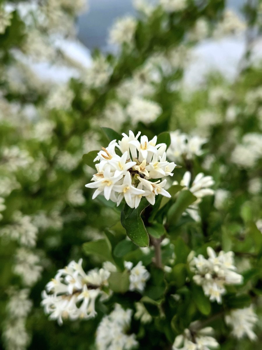 goldrose9090's tweet photo. 🌷Privet Blossom | Why Such a Lovely Flower Has a Name Like That?

🌸#Privet #PrivetBlossom #WhiteFlower #FlowerWithScent #SpringinKorea #UnexpectedBeauty #KoreanBotanical #NatureWalk #FragrantFlowers #LigustrumObservations

👉Read more here!: https://t.co/m788jxcUxC https://t.co/uxq6oX4kVG