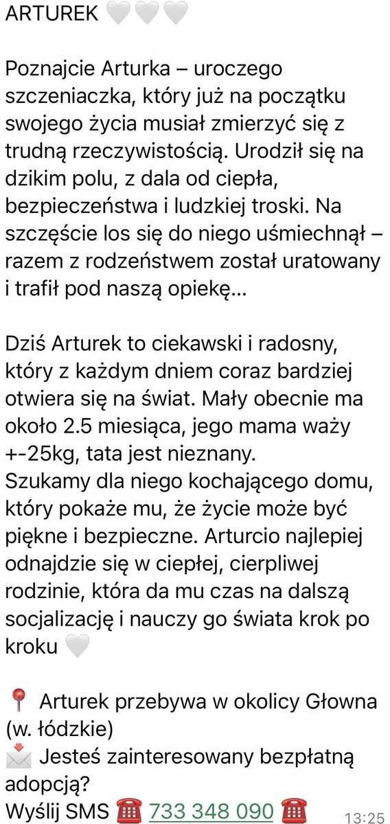 Przytulisko Głowno tweet media