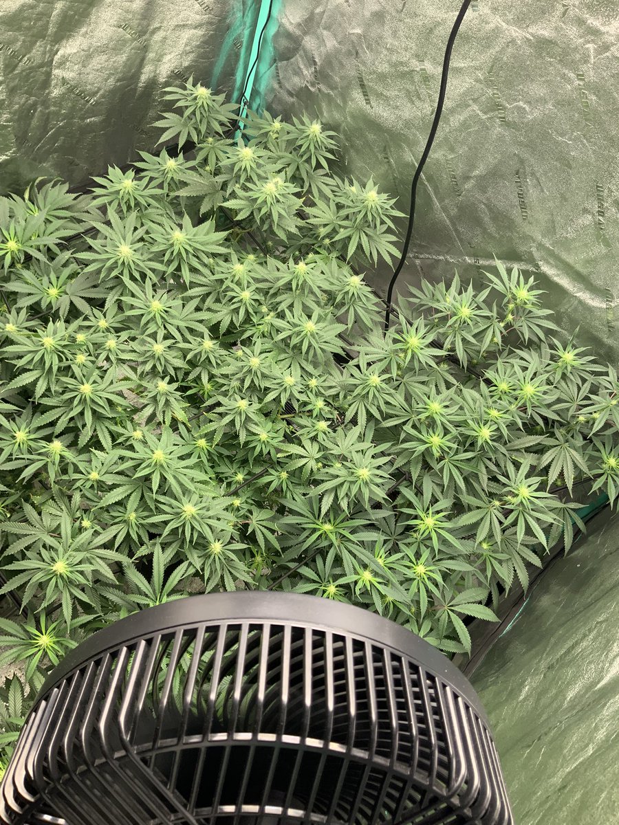 Slobby_T's tweet photo. This is the part where structure meets reward.
Tucked, topped, and trained — and now the tent’s filling in like it should.
Photoperiod testers from @PsillyRabbitG making the most of the space 🐰🔥
#SlobbyT #GeneticsTester #SCROGlife #GrowYourOwn https://t.co/rRexRDiET4