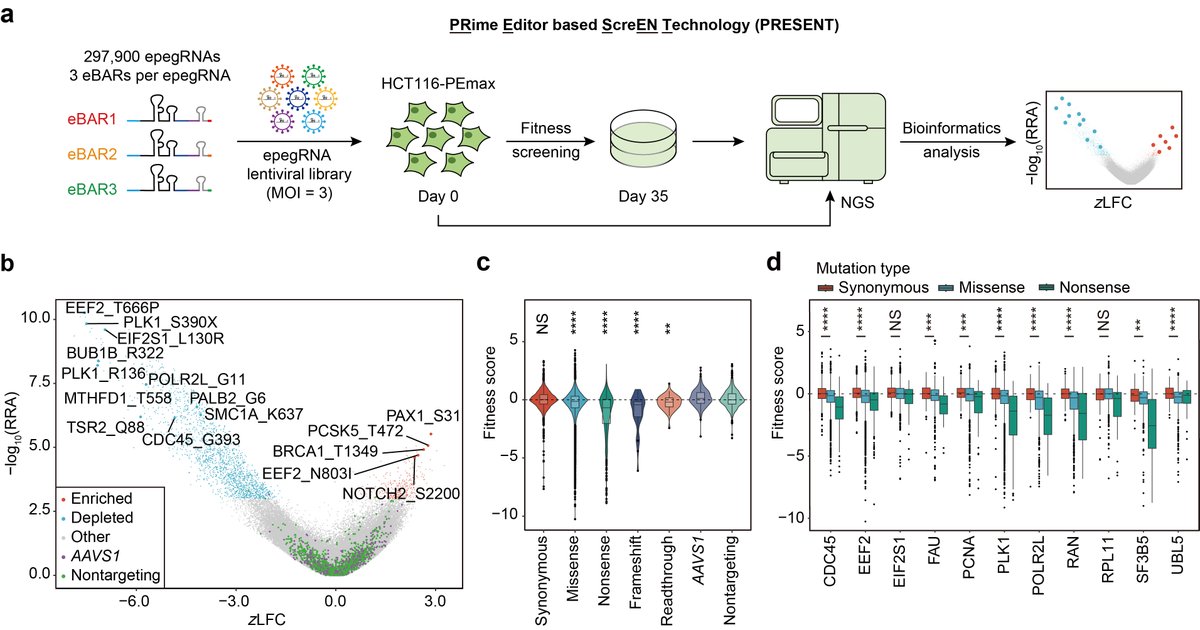 SLSPKU's tweet image. Prof. Wensheng Wei&apos;s lab employed high-throughput screening based on prime editor at both population and single-cell levels to identify and characterize functional synonymous mutations in human cells. #PKUResearch
nature.com/articles/s4158…