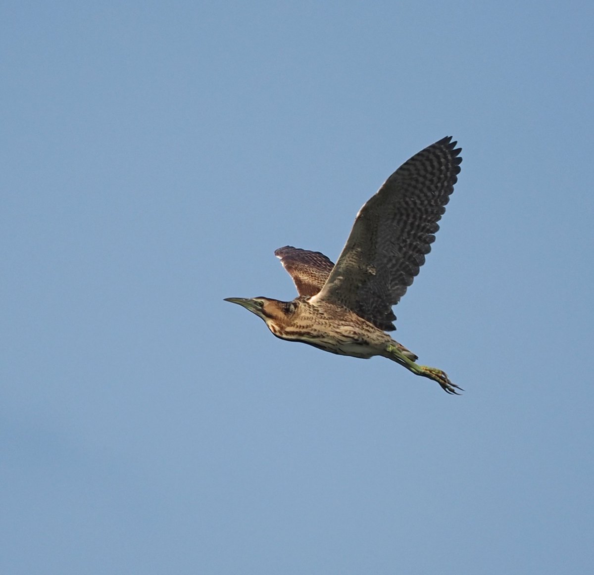 Mike Smith (@mikecsmiffy) on Twitter photo Bittern in flight high above the north reedbeds at <a href="/RSPBMinsmere/">RSPB Minsmere ๐</a>
#birds #birdphotography #wildlife #wildlifephotography #nature #naturephotography
<a href="/Natures_Voice/">RSPB</a> <a href="/suffolkwildlife/">SuffolkWildlifeTrust</a> <a href="/BTO_Suffolk/">BTO Suffolk</a> <a href="/NatureUK/">NatureUK</a> <a href="/Britnatureguide/">The British Nature Guide</a> Bittern in flight high above the north reedbeds at <a href="/RSPBMinsmere/">RSPB Minsmere ๐</a>
#birds #birdphotography #wildlife #wildlifephotography #nature #naturephotography
<a href="/Natures_Voice/">RSPB</a> <a href="/suffolkwildlife/">SuffolkWildlifeTrust</a> <a href="/BTO_Suffolk/">BTO Suffolk</a> <a href="/NatureUK/">NatureUK</a> <a href="/Britnatureguide/">The British Nature Guide</a>