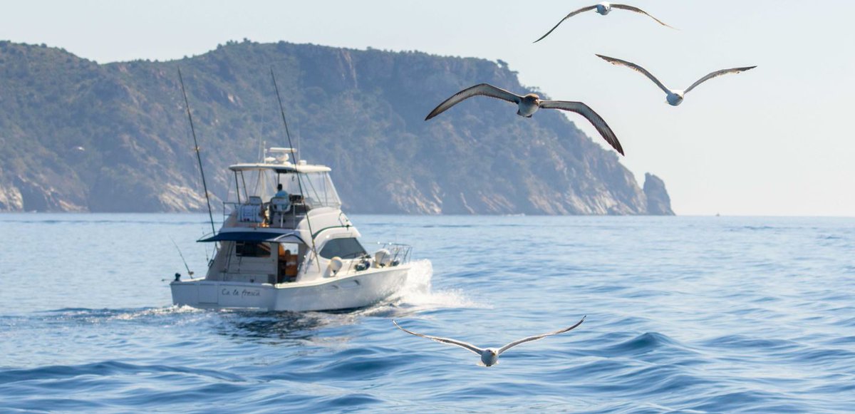 SEO/BirdLife (@seo_birdlife) on Twitter photo 🌊Hoy en el #DíadelaGentedelMar damos a conocer Maraves, un proyecto novedoso para mejorar el estado de conservación de las aves marinas, con la ayuda de los pescadores, tanto profesionales como recreativos.
👉Su colaboración es fundamental.
<a href="/FBiodiversidad/">Fundación Biodiversidad</a> #Bycatch 🌊Hoy en el #DíadelaGentedelMar damos a conocer Maraves, un proyecto novedoso para mejorar el estado de conservación de las aves marinas, con la ayuda de los pescadores, tanto profesionales como recreativos.
👉Su colaboración es fundamental.
<a href="/FBiodiversidad/">Fundación Biodiversidad</a> #Bycatch