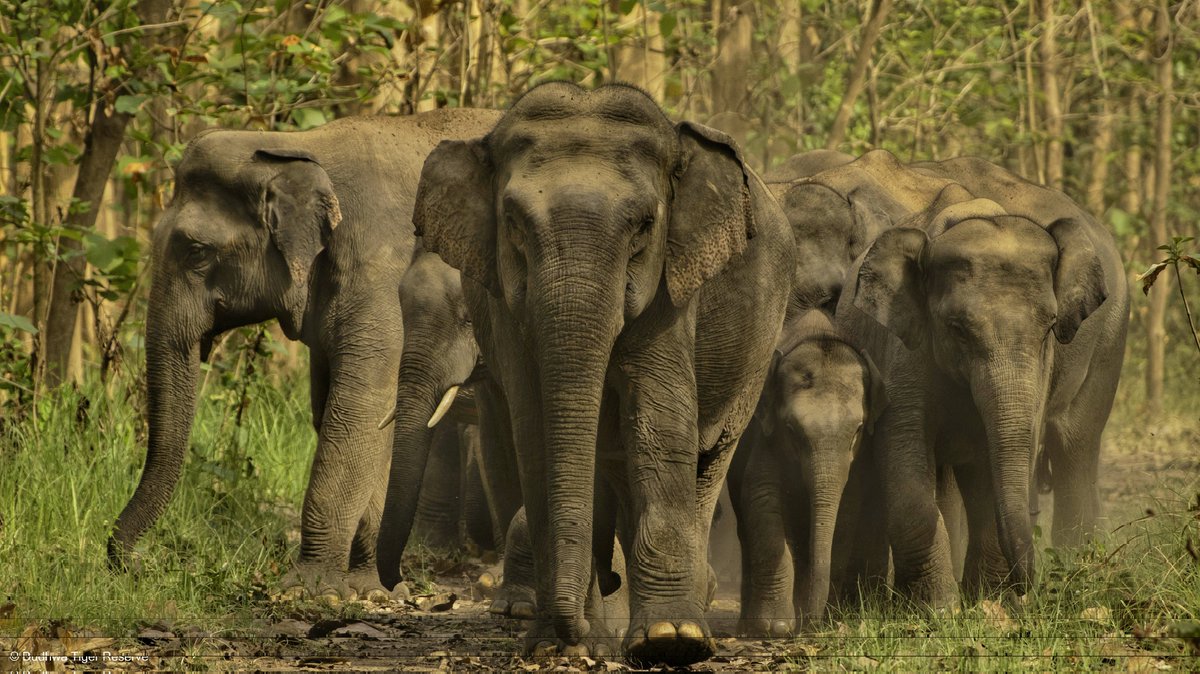DudhwaTR's tweet image. Not just strength, but spirit… the wild elephant of Dudhwa is the living breath of the forest.
@moefcc @ntca_india @UpforestUp @rameshpandeyifs @raju2179 @IUCNsos @wti_org_india