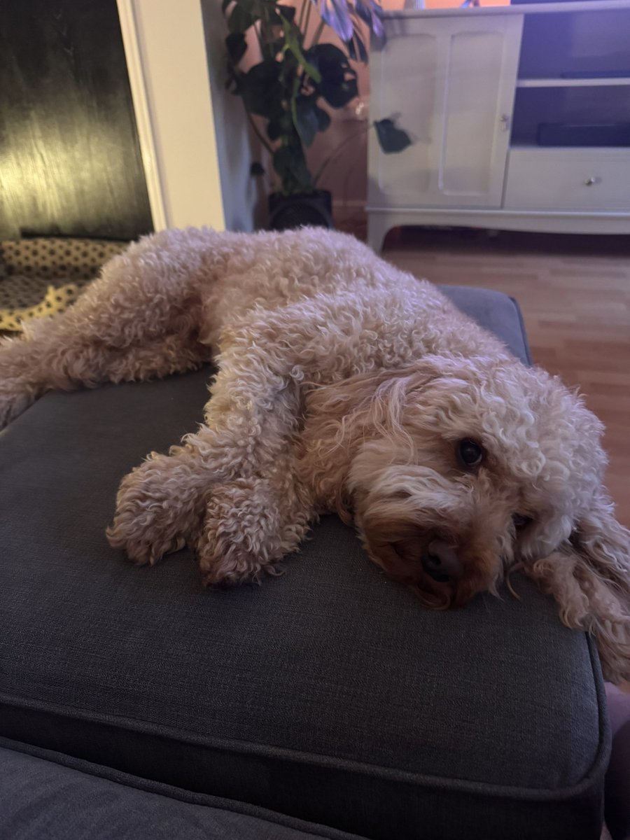 Mattylennon97's tweet photo. Little Chester 🐶🐾 https://t.co/UuGmrg73Ob