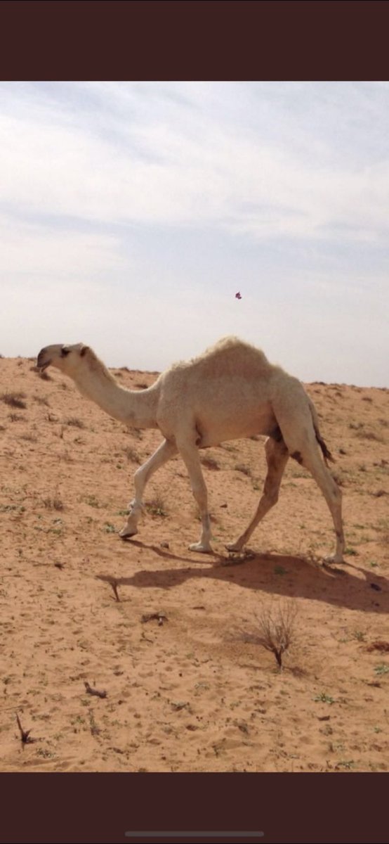 ارشيف #عليان_الحيسوني