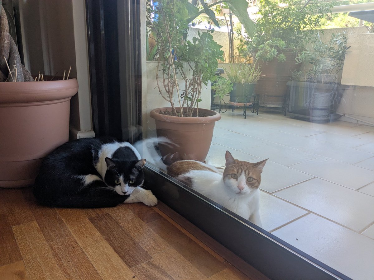 psybercity's tweet image. My cats enjoying some quality time together.