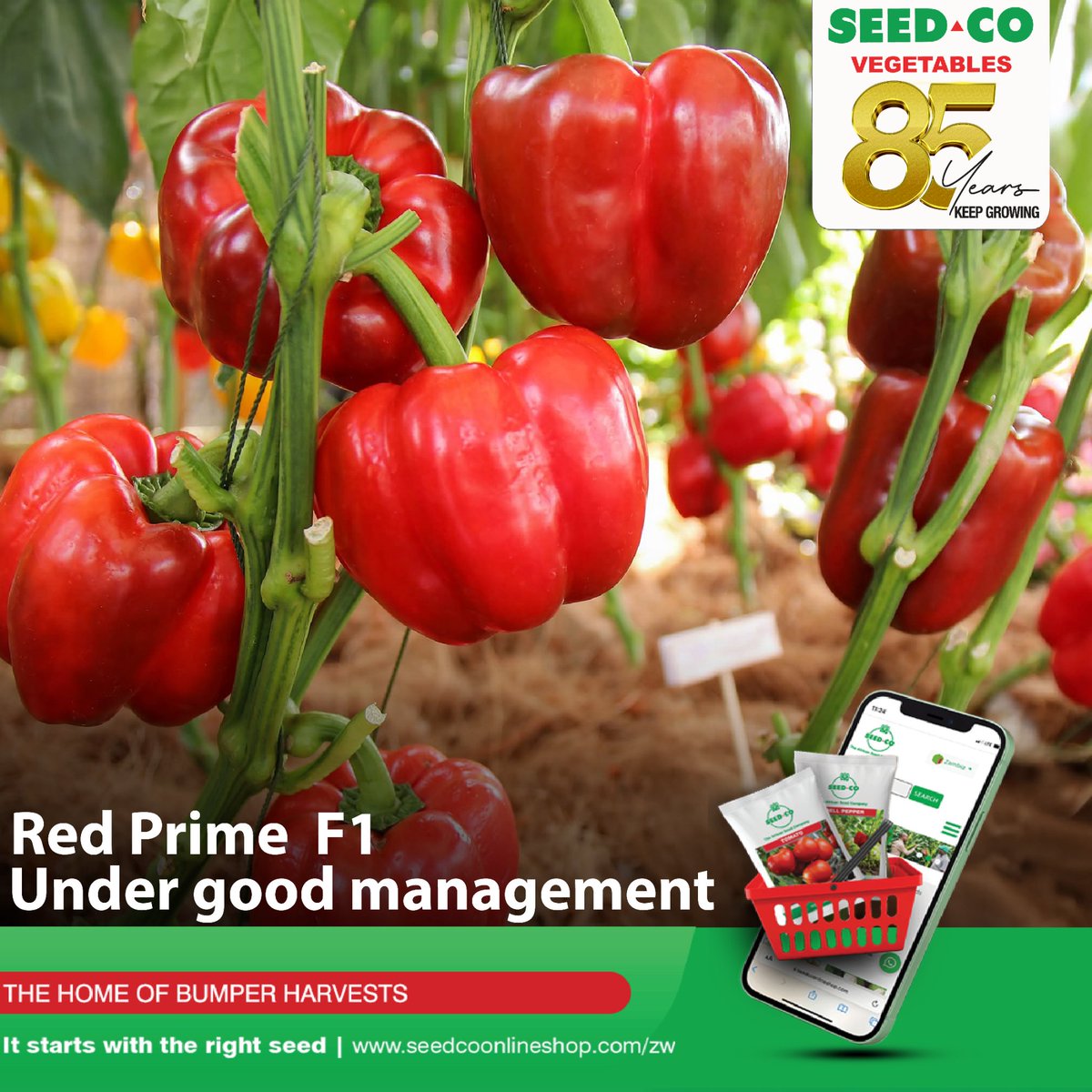 SeedCoVegZim's tweet image. Peppers are generally self-pollinating. However, planting time is crucial as temperatures below 12°C can hinder flower pollination, resulting in seedless fruit. Good seed set is essential for achieving optimal yields.
#ItStartsWithTheRightSeed 
#seedcovegzim