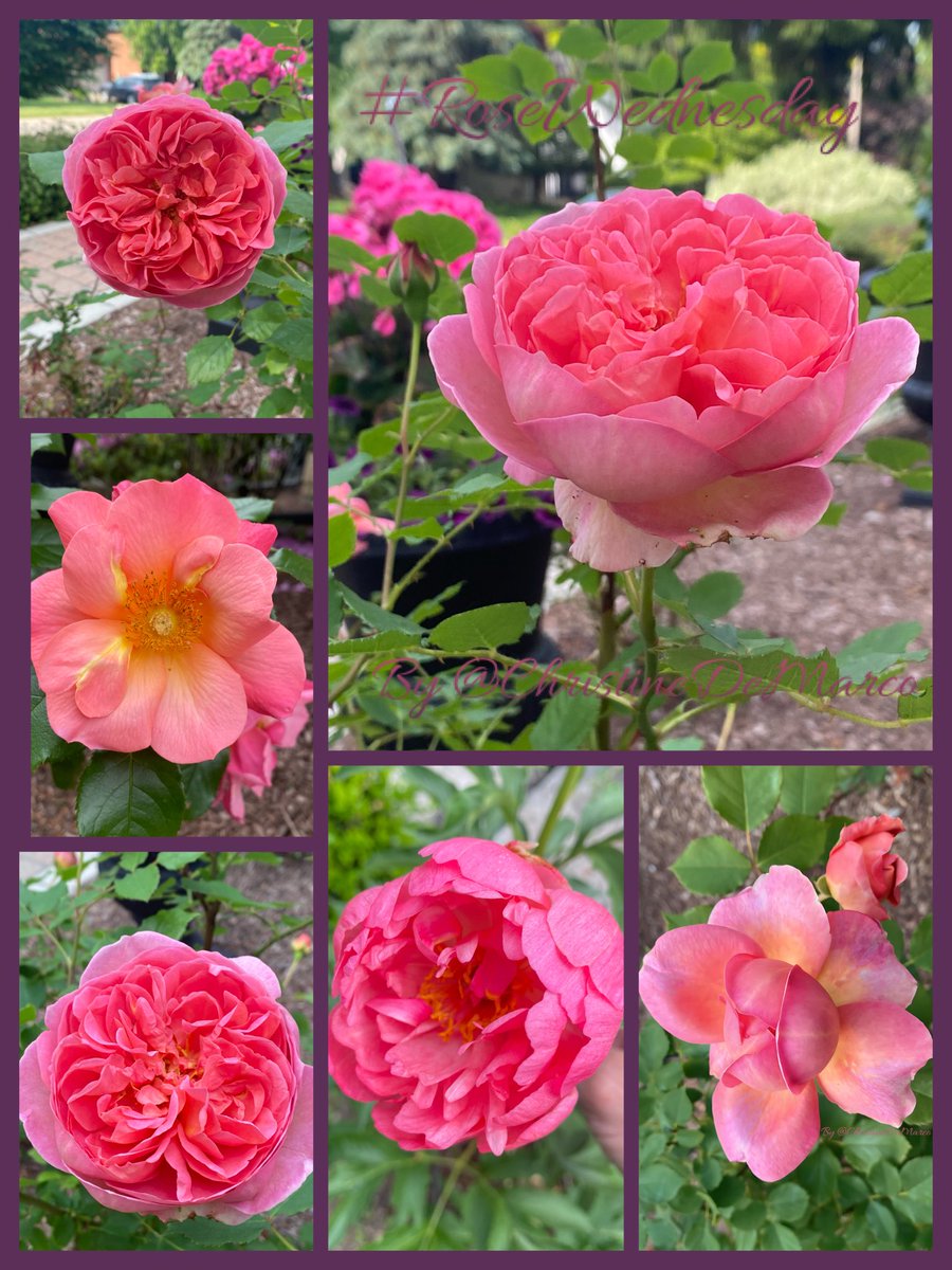 #RoseWednesday #Roses #Flowers from #MyGarden At top, Boscobel by D. Austin; in middle at left a rose called All the Rage; in middle at bottom a Coral Sunset Peony. A #Coral palette has warmth &amp; connects us to feelings of happiness, optimism &amp; creates an inviting  atmosphere.