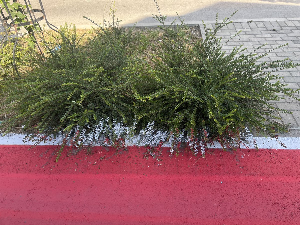 Да не речете дека само Битола има уметници, еве го и Охрид 🤯🤯