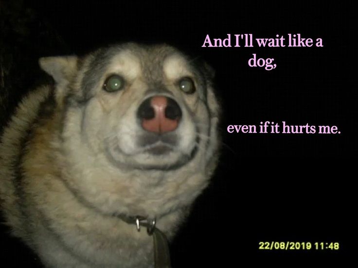 caninepoetry_'s tweet image. 