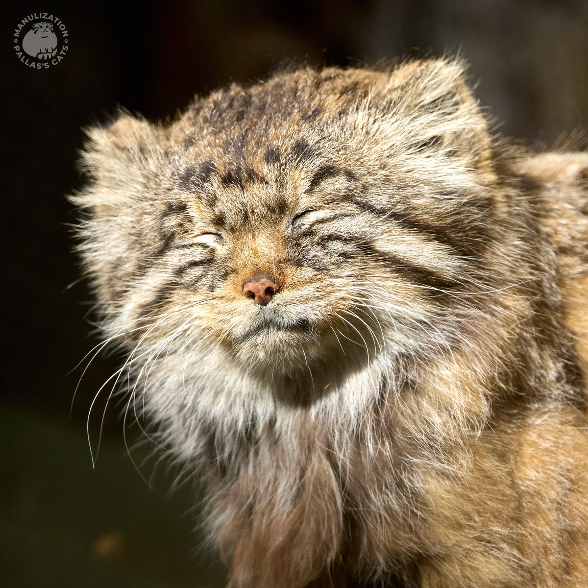 Roman Paulov tweet media