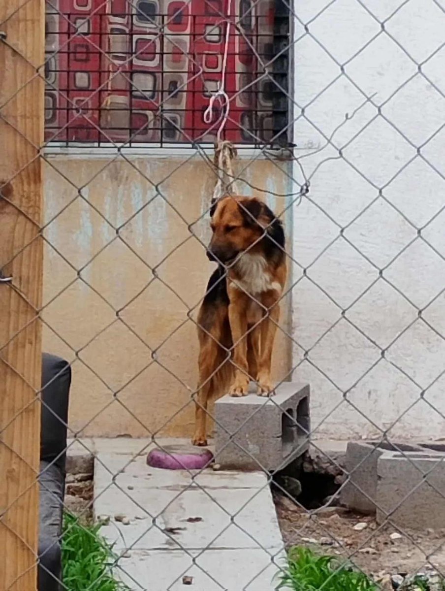 Abogado Animalista (@licanimalista) on Twitter photo URGE rescate de esté perrito. No esperen a que muera para actuar <a href="/gobqro/">Gobierno del Estado de Querétaro</a> . Ubicación hacienda Santa rosa, Jauregui. Calle Tanil , refieren que hay reporte que no ha sido atendido <a href="/qromunicipio/">Municipio de Querétaro</a> . CCP. <a href="/makugo/">Mauricio Kuri</a> URGE rescate de esté perrito. No esperen a que muera para actuar <a href="/gobqro/">Gobierno del Estado de Querétaro</a> . Ubicación hacienda Santa rosa, Jauregui. Calle Tanil , refieren que hay reporte que no ha sido atendido <a href="/qromunicipio/">Municipio de Querétaro</a> . CCP. <a href="/makugo/">Mauricio Kuri</a>