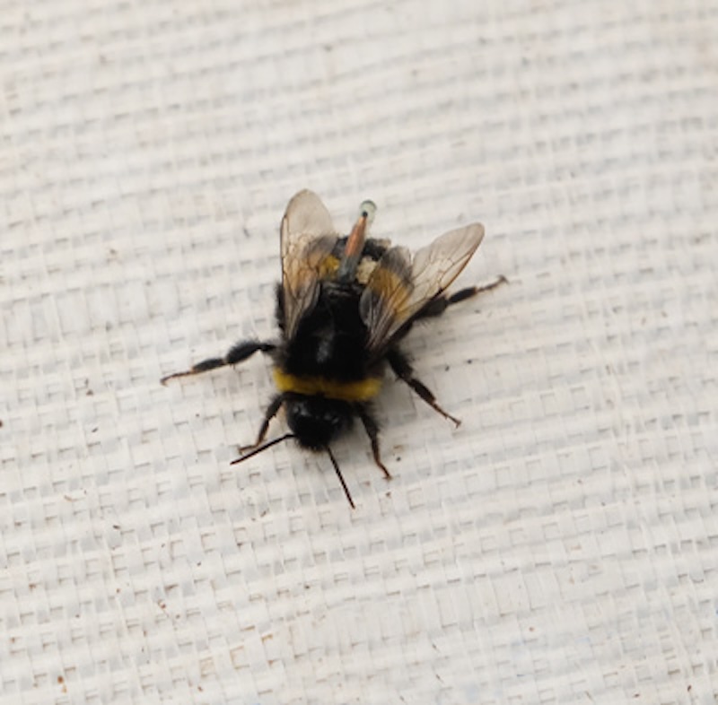 ¿Conoces el #proyecto #DARkWIN: Naturaleza y tecnología para mejorar la #agricultura?

<a href="/Novagric/">Novagric</a> colabora en una innovadora investigación que busca desarrollar cultivos más resistentes al cambio climático mediante la selección de natural de plantas.

fyh.es/proyecto-darkw…