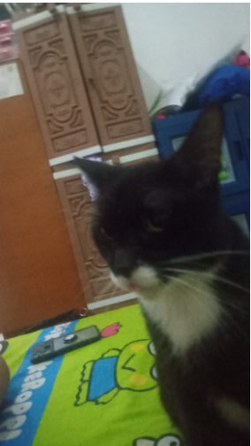 RisaUs's tweet photo. HELP GUYS
kucing aku hilang, namanya JEJE
hilang dari hari sabtu 21 Juni 2025, terakhir diliat ama tetang ditengah malam minggu jam 12 malem. terakhir kelihatan di daerah kampung Kebon Cinangka (daerah masjid nurul yaqin) sawangan - depok. https://t.co/mwL0tnn35u