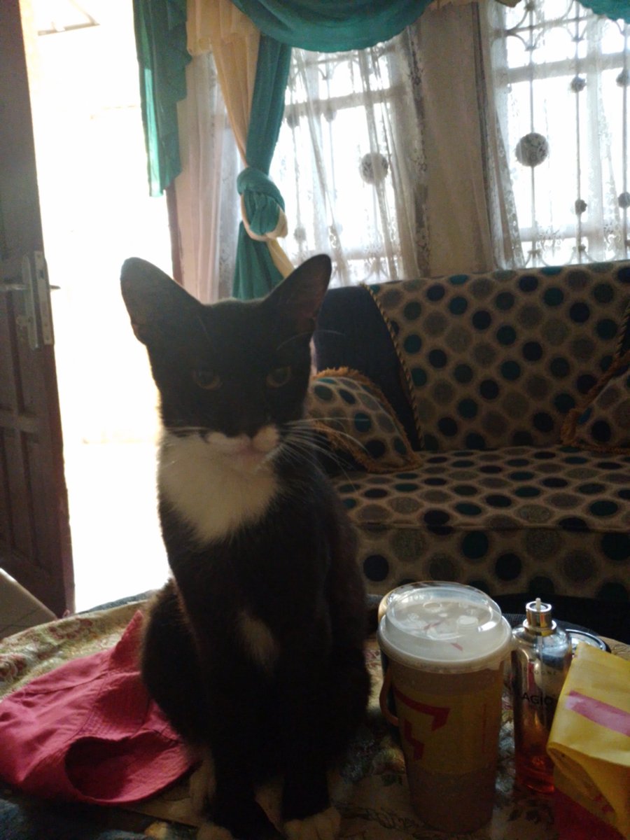 RisaUs's tweet photo. HELP GUYS
kucing aku hilang, namanya JEJE
hilang dari hari sabtu 21 Juni 2025, terakhir diliat ama tetang ditengah malam minggu jam 12 malem. terakhir kelihatan di daerah kampung Kebon Cinangka (daerah masjid nurul yaqin) sawangan - depok. https://t.co/mwL0tnn35u