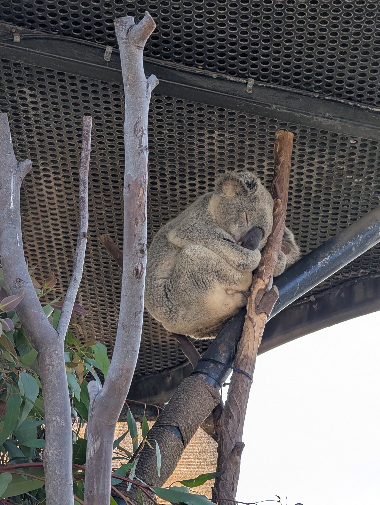 とらたろ┃ アメリカLA生活 🇺🇸 (@torataro0525) / X