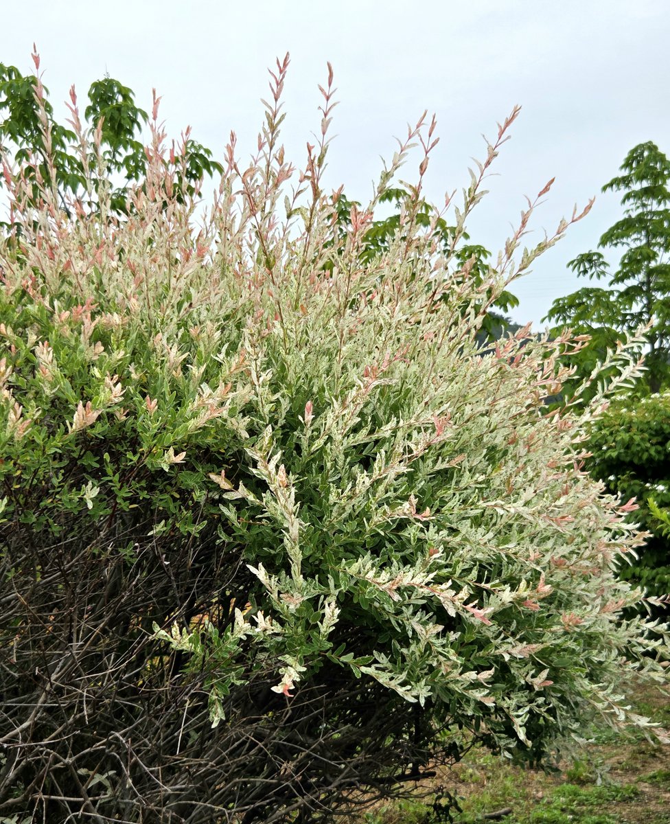 goldrose9090's tweet photo. 🌷Tricolor Willow | A Spring Watercolor Painted Only with Leaves

🌸#TricolorWillow #HakuroNishiki #SpringFoliage #KoreanPlants #WillowTree #NoFlowerNeeded #LeafyBeauty #NaturePalette #PastelLeaves #SpringInKorea

👉Read more here!: https://t.co/FfVq79b9h3 https://t.co/W6xow3Sm3g