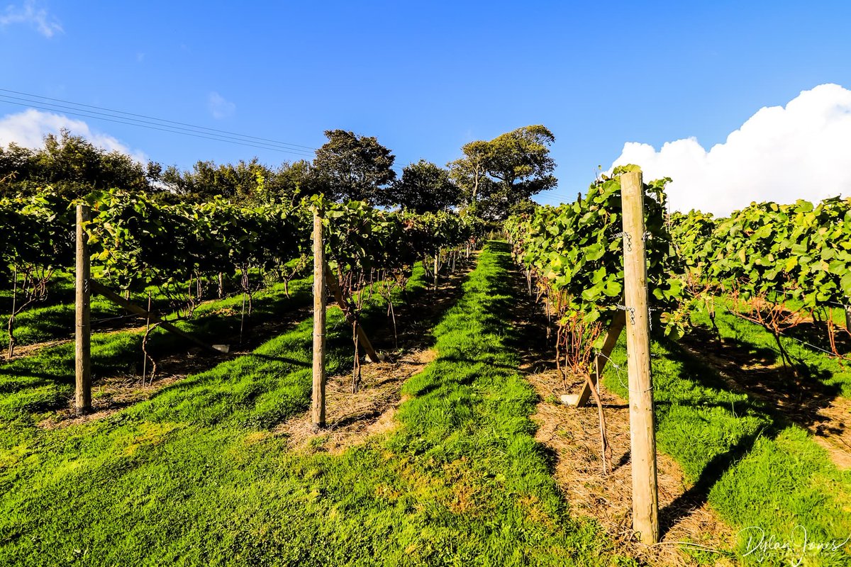 Shoot from the Trip tweet media