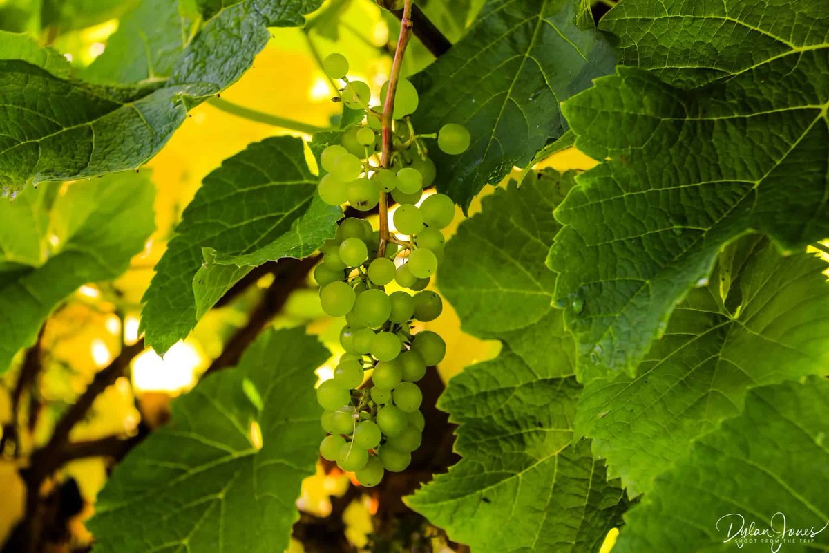 Shoot from the Trip tweet media