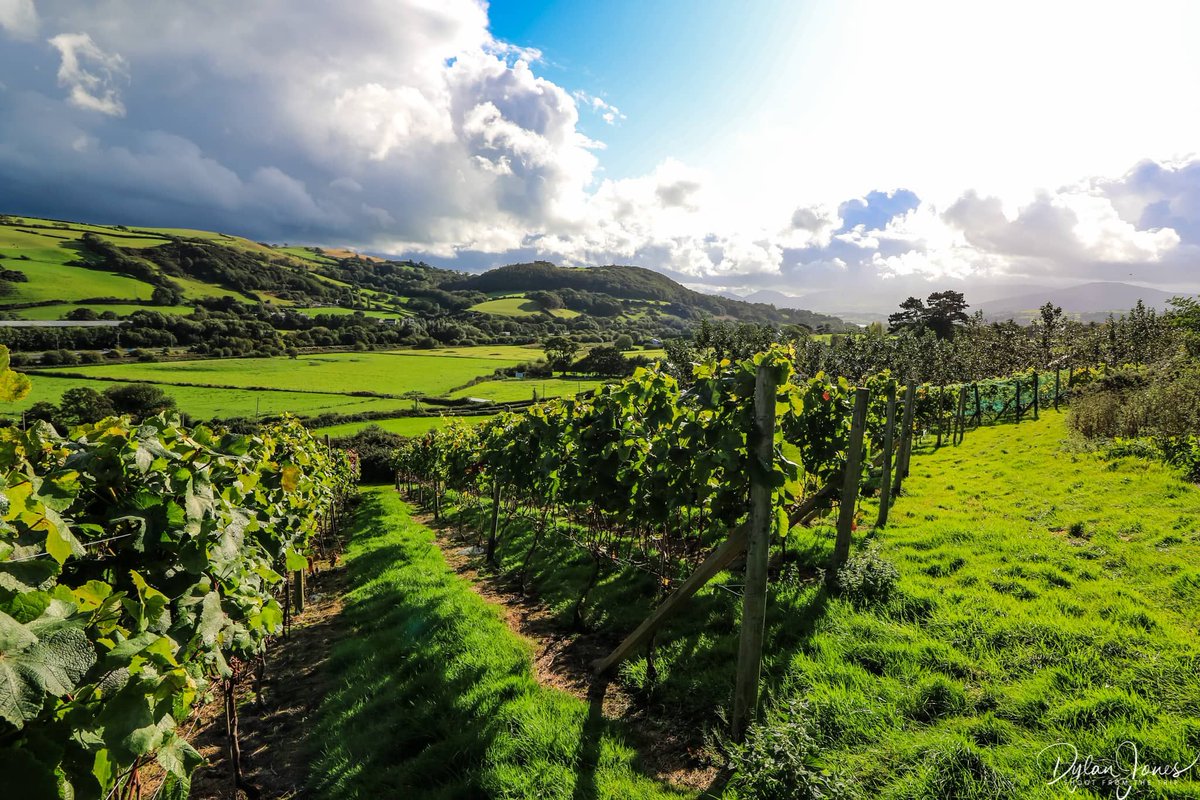 Shoot from the Trip tweet media