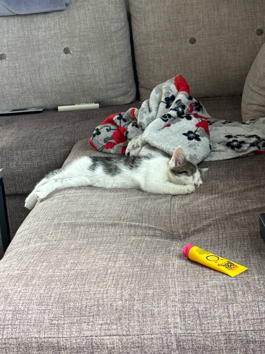 Беріть кота, ми собі взяли з притулку й він добряче підтримує кукуху, можу рекомендувати

(Це хлопець з міата клубу врятував, ледь машина не збила)