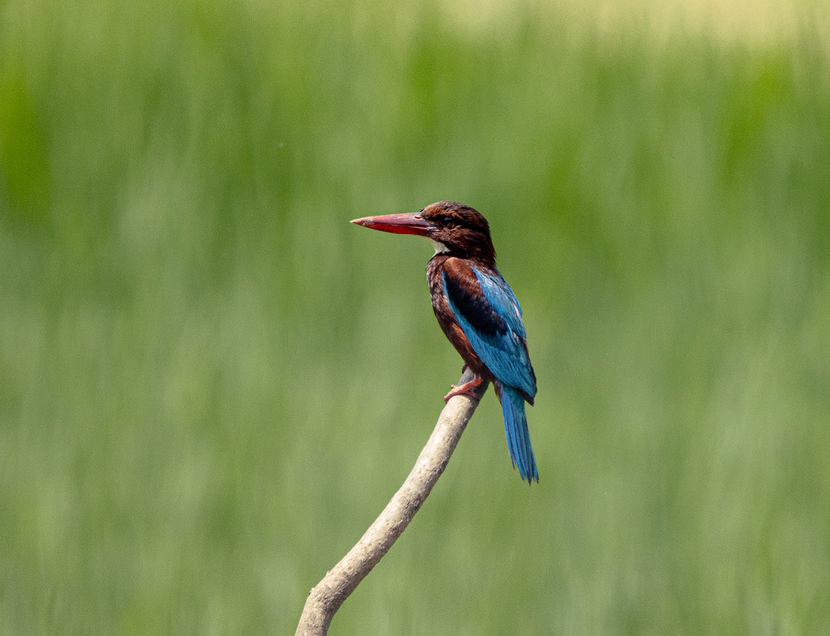 PDKImages's tweet image. White Breasted Kingfisher, simply watching the world go by.
#srilankawildlife #kingfisher #birdwatching