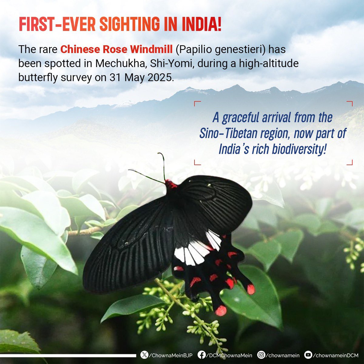 For the first time ever, the rare Chinese Rose Windmill (Papilio genestieri) has been recorded in India and the Shi-Yomi district!

This stunning Sino-Tibetan species, spotted during a recent high-altitude butterfly survey in Mechukha, marks a significant addition to our