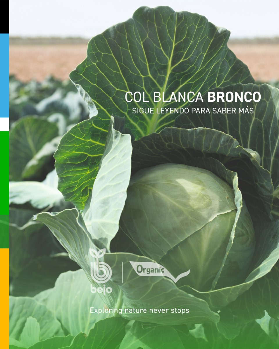 BejoEspana's tweet photo. 🥬 BRONCO, la col blanca que marca la diferencia

Compacta, versátil y resistente. Con un ciclo de 105 días y excelente comportamiento en campo.

https://t.co/5UUvcipOI3

¡BRONCO,  confianza y rendimiento! https://t.co/qqaJjghpMf