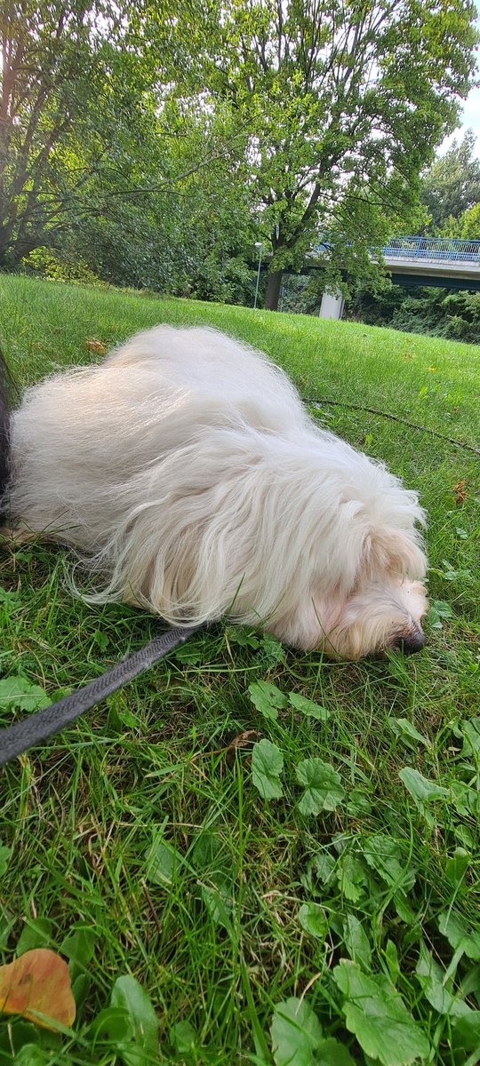 Pause auf der Gassirunde....hat heut Geburtstag, 10 Jahre is der Strolch jetzt schon...