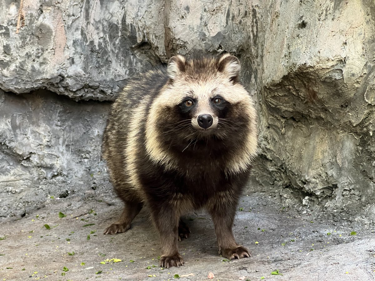 のげっ子正面顔クイズ！！】 正解はホンドタヌキの ＃ウタ でした
