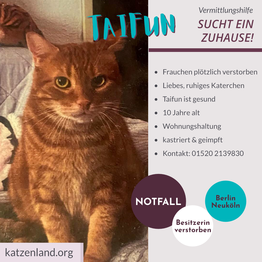❌NOTFALL!🐾🕯️
Taifun's Frauchen ist verstorben &amp; seine Gefährtin Lulu über die Regenbogenbrücke gegangen. Der liebe Kater bleibt allein zurück!😭
Jetzt sucht er halt, ein liebevolles Zuhause das ihn auffängt &amp; gerne mit Partnerkatze. Bitte Teilen!🙏 #Berlin #Katze #Tierschutz