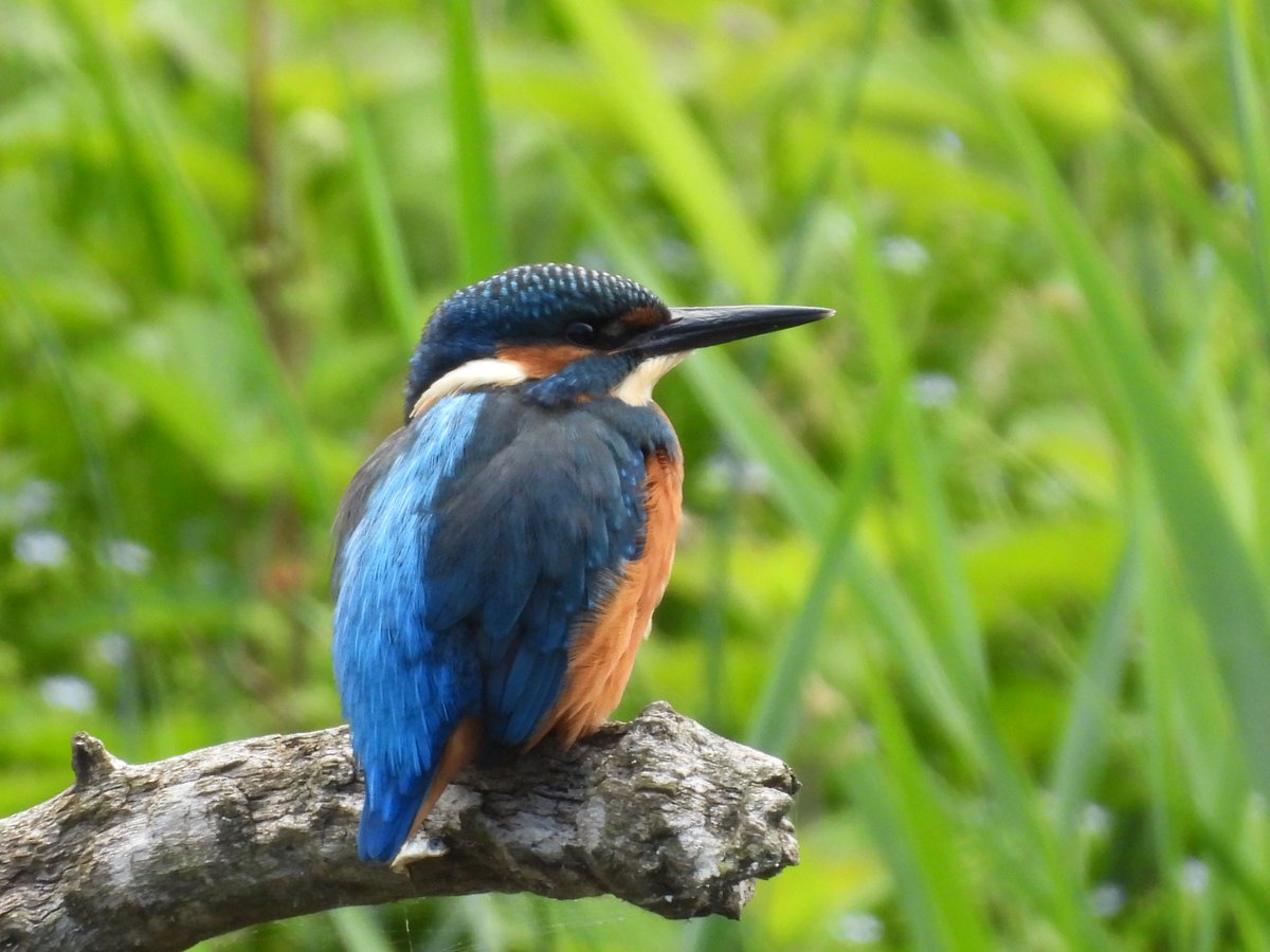 CanalRegent's tweet photo. Teifi Marshes proved a brilliant place for kingfishers.
This youngster appeared several times, and we had a brief cameo from an adult male.
#nature #wildlife #kingfisher #kingfishers #wales #teifimarshes #teifi #birdphotography @WTSWW @Natures_Voice https://t.co/Huqp3p9s8m