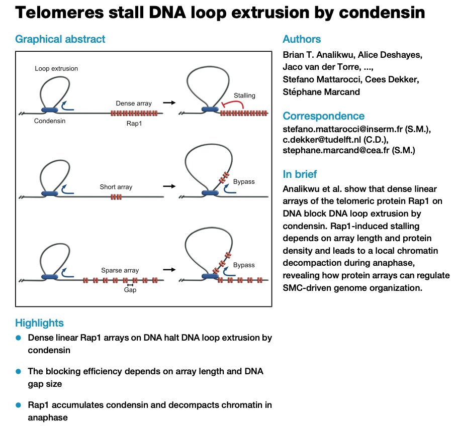 cees dekker - now at @ceesdekker.bsky.social (@cees_dekker) on Twitter photo Here's a new, very exciting paper from our #CDlab: 
cell.com/cell-reports/f… 
Here, Brian Analikwu, Alice Deshayes et al show that dense linear protein arrays (such as telomeres) stop loop-extruding SMC motors!
Great collaboration with Marcand lab.
see bsky.app/profile/ceesde… Here's a new, very exciting paper from our #CDlab: 
cell.com/cell-reports/f… 
Here, Brian Analikwu, Alice Deshayes et al show that dense linear protein arrays (such as telomeres) stop loop-extruding SMC motors!
Great collaboration with Marcand lab.
see bsky.app/profile/ceesde…