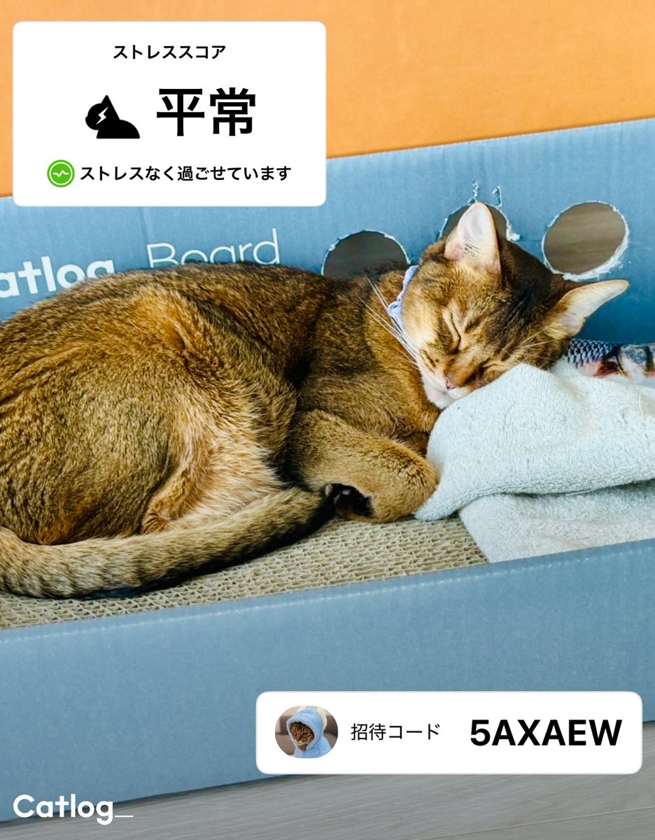 Catlog（キャトログ） (@Catlog_RABO) / X