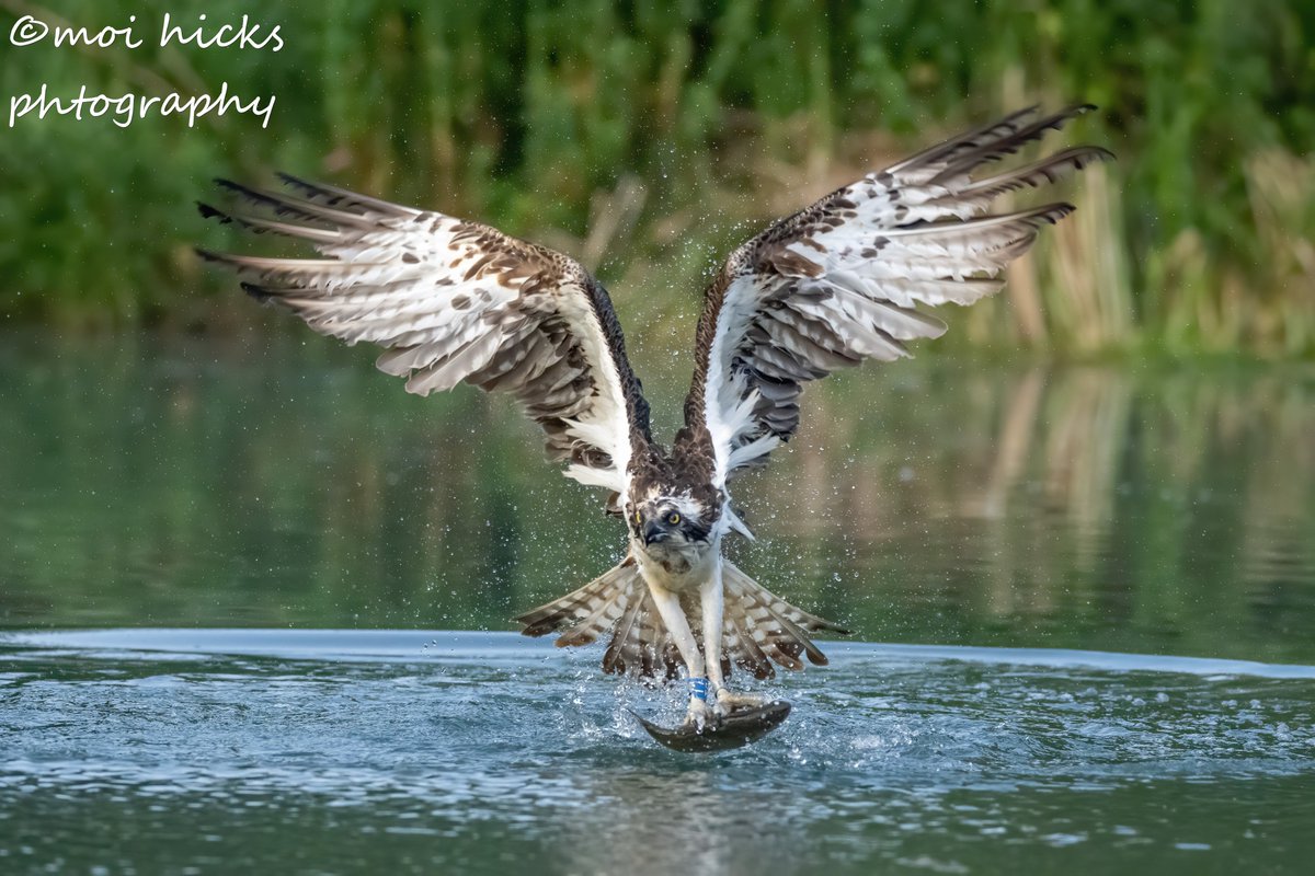 Sofa Birding (@sofabirdermoi) on Twitter photo The Catch! Rutland Day 3. Part 2. Osprey no T7. 11-06-25 <a href="/BBCSpringwatch/">BBC Springwatch</a> <a href="/WildlifeMag/">BBC Wildlife</a> <a href="/BBCCountryfile/">BBC Countryfile</a> <a href="/RSPBbirders/">RSPB Birders</a> The Catch! Rutland Day 3. Part 2. Osprey no T7. 11-06-25 <a href="/BBCSpringwatch/">BBC Springwatch</a> <a href="/WildlifeMag/">BBC Wildlife</a> <a href="/BBCCountryfile/">BBC Countryfile</a> <a href="/RSPBbirders/">RSPB Birders</a>