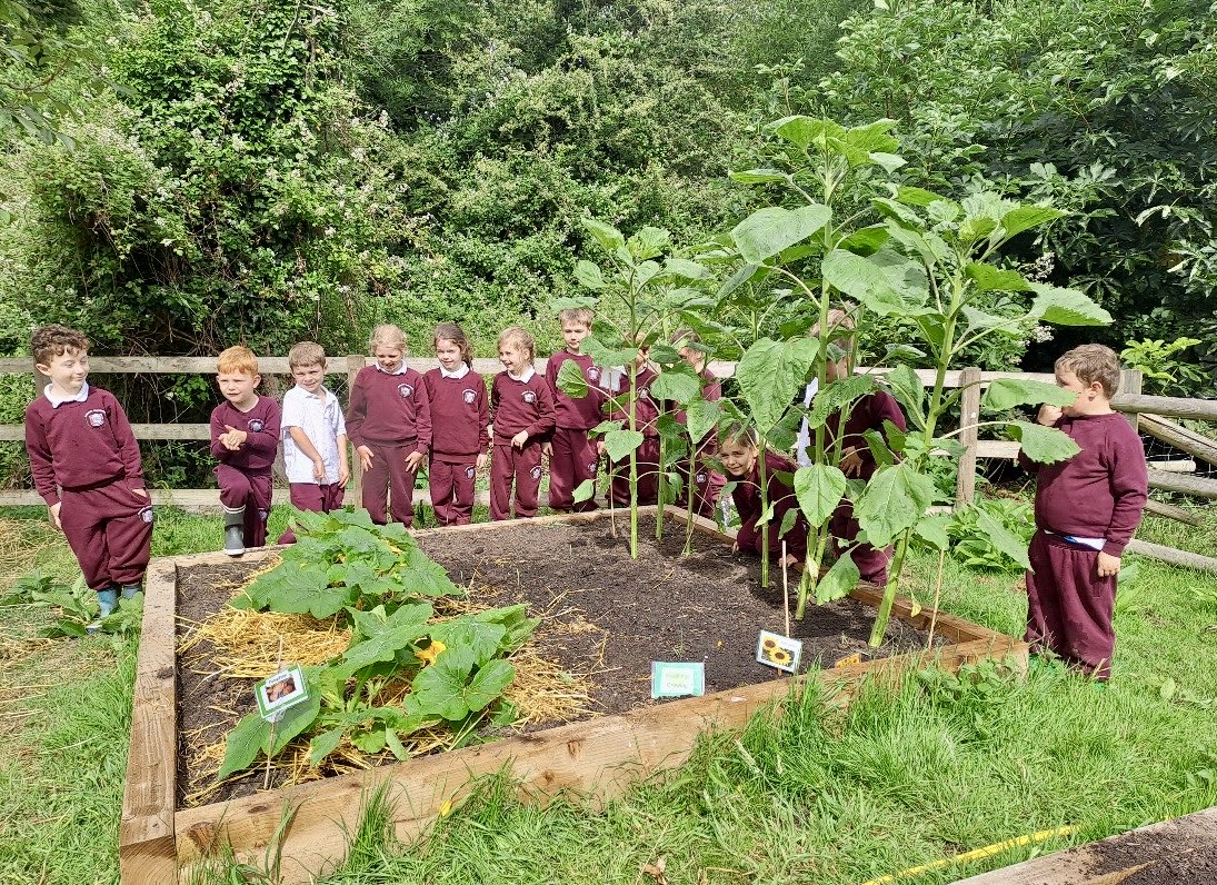 Wow! More like Jack and the Beanstalk! The raised beds provided by the Patents’ Committee being put to good use! 😎