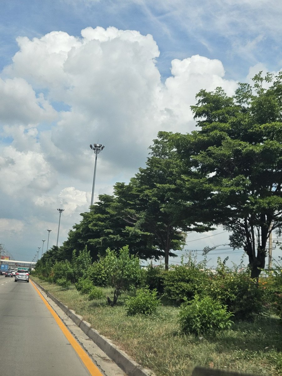 ตอนแรกกะชื่นชม​หน่วยงานรัฐ​ ที่รักษาต้นไม้​เกาะกลางถนนไว้อย่างดี​ ​ต้นอ้วน​ สูง​ เขียวชอุ่ม​ (จริงๆคือแค่ไม่ได้ไปยุ่งกับมัน)​ แต่เผลอแป๊ปเดียว​ เริ่มตัดต้นไม้แบบ​ "โคตรโง่* อีกแล้ว​​ แล้วก็บ่นร้อนบ่น​ PM2.5 ต่อไป​ เมืองมึงไม่มีทางที่จะเจริญ​ได้จริงๆ