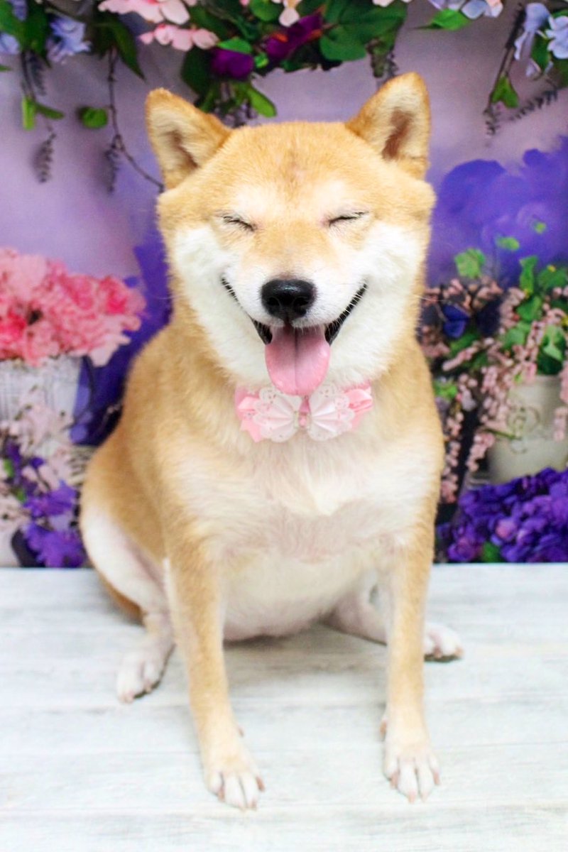 11.36kgの豆柴さん(？)です🐕 (シャンプーとアレルギー注射の日)