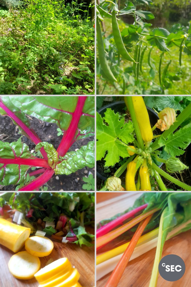 🌱✨ Harvest time in the CSEC garden! we have a stunning bunch of rainbow chard and our first yellow courgettes of the season! 💛🥒 The peas are almost ready to pop—won’t be long now! 🌿💚#GardenGoals  #FreshFromTheGarden #GrowYourOwn #GreenThumb #ThisIsAP