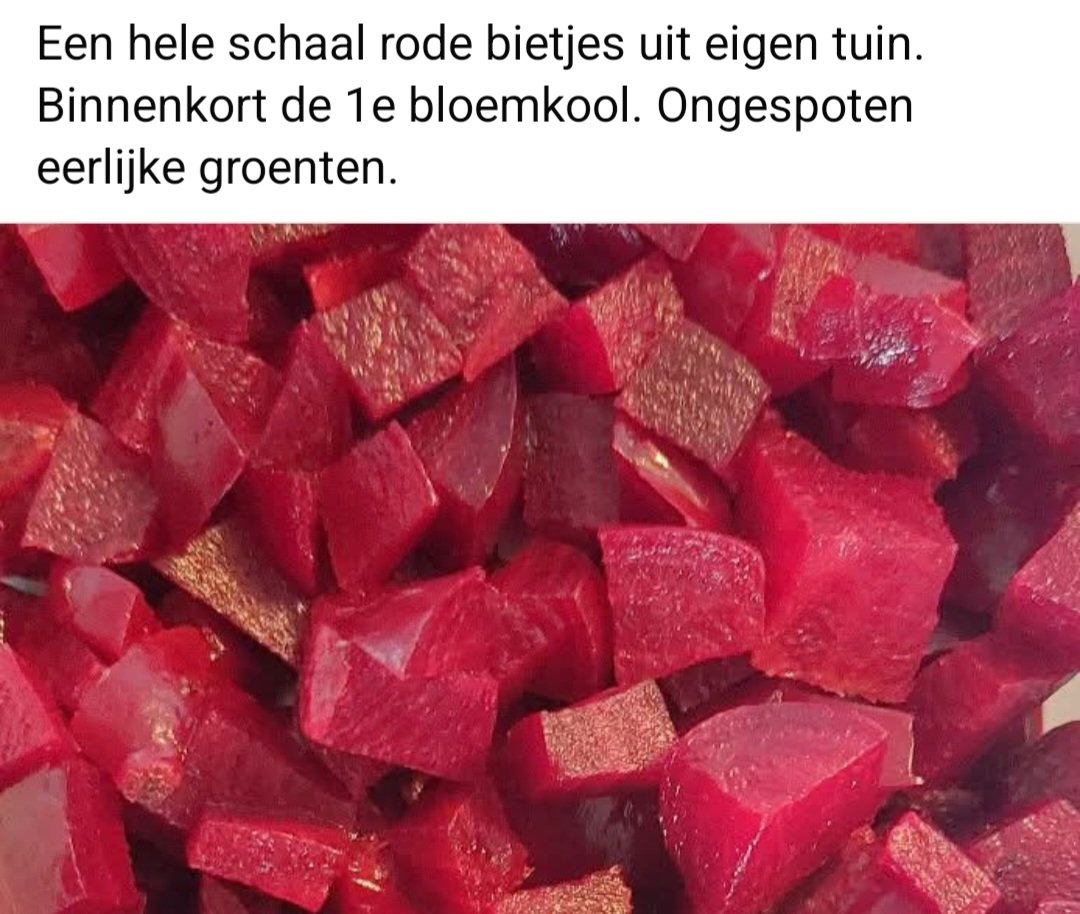 Gerrie van den Brink (@edelhert34) on Twitter photo 