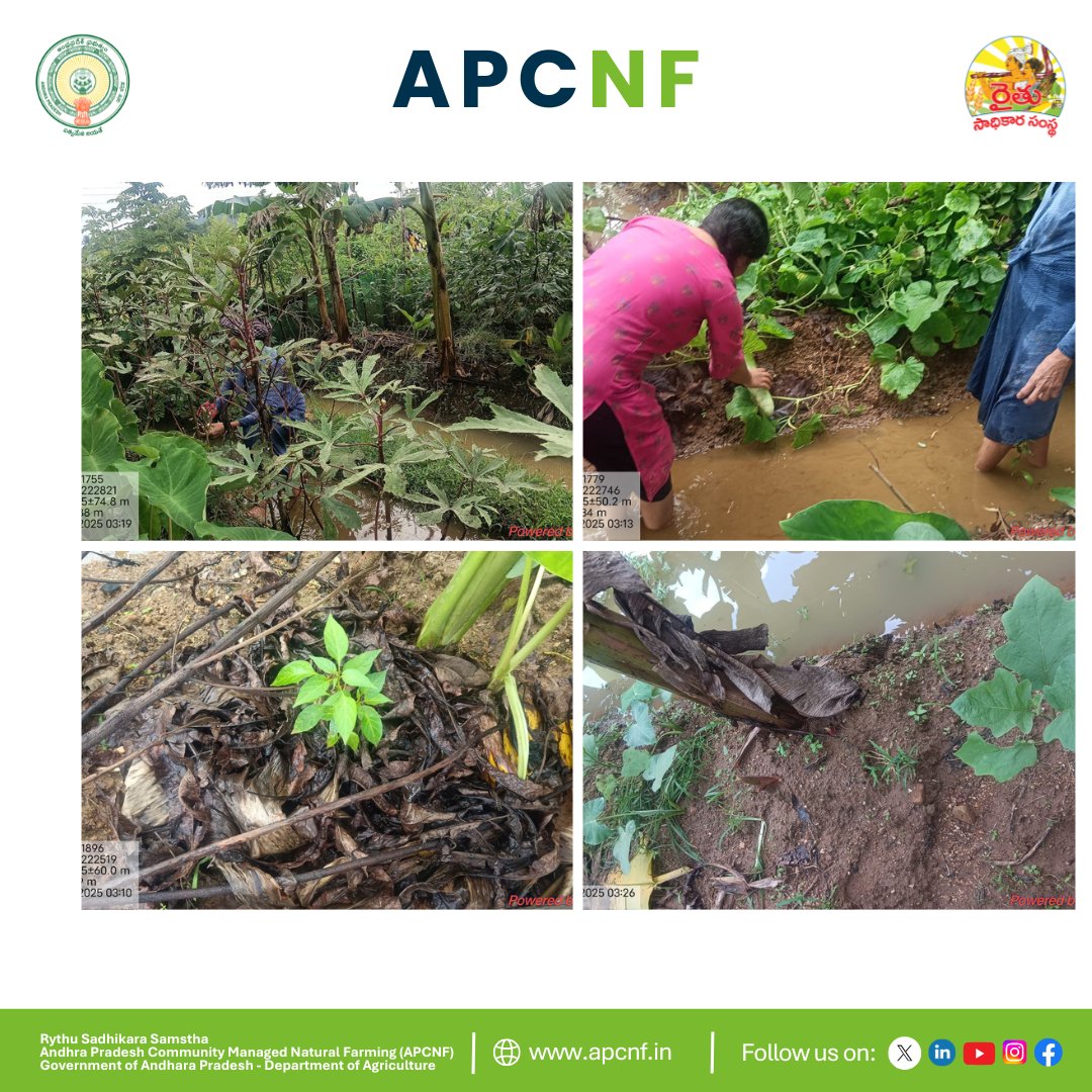 Andhra Pradesh Community-managed Natural Farming (@apzbnf) on Twitter photo Ground-level efforts by our <a href="/APZBNF/">Andhra Pradesh Community-managed Natural Farming</a> team in Kerala continue with dedication! 10L of Dhravajeevamrutham was prepared for farmer Hussain’s #KitchenGarden. Damaged intercrops in banana were replaced after heavy rains, and okra & anaba were harvested. Preparations for Neemastra began Ground-level efforts by our <a href="/APZBNF/">Andhra Pradesh Community-managed Natural Farming</a> team in Kerala continue with dedication! 10L of Dhravajeevamrutham was prepared for farmer Hussain’s #KitchenGarden. Damaged intercrops in banana were replaced after heavy rains, and okra & anaba were harvested. Preparations for Neemastra began