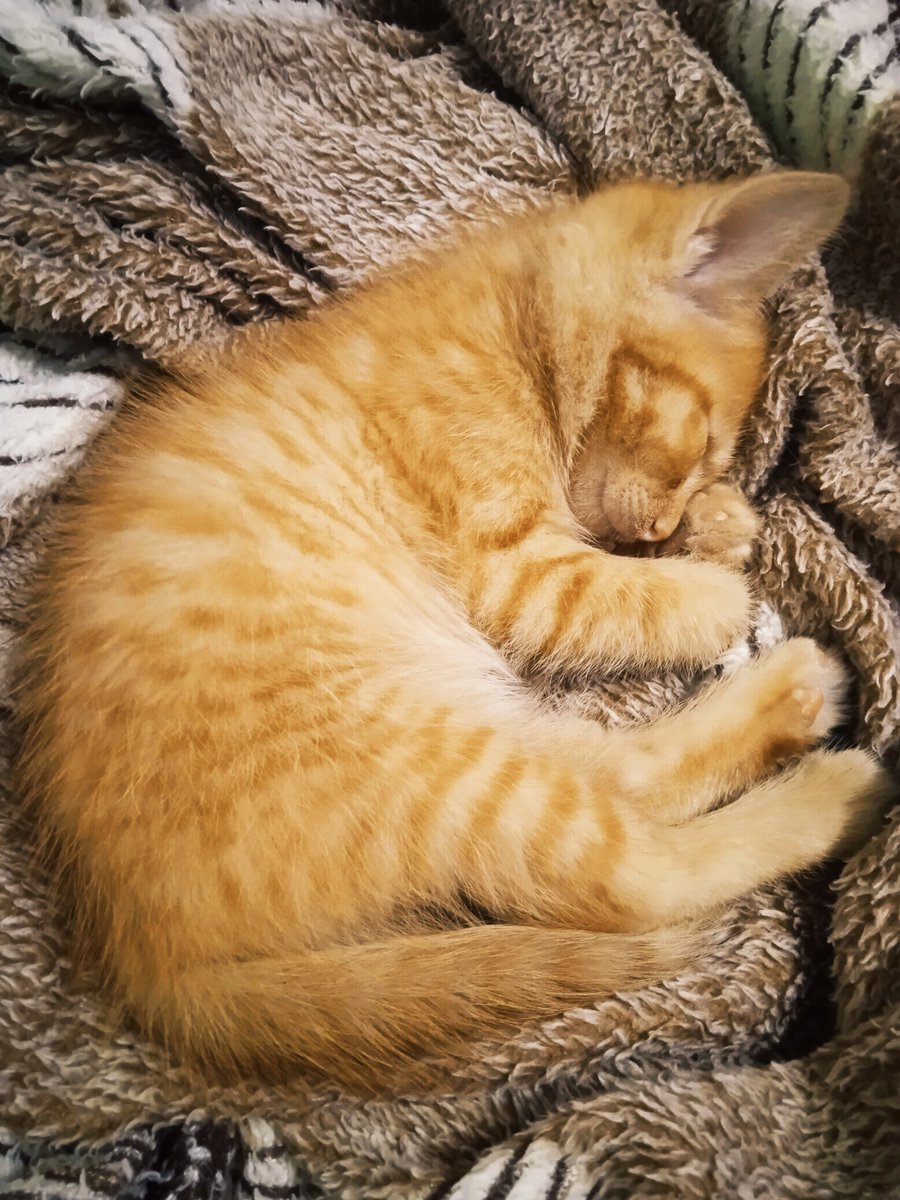 Вот так живёшь себе одиноко спокойно, а потом внезапно Бац! И ты уже мать целого Лёлика😼

So you live your life alone and peacefully, and then suddenly Bam! And you're already the mother of a whole Lelik😼